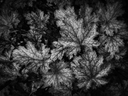 Leaves of Heuchera with drops of dew or rain top view for background in black and whiteの写真素材