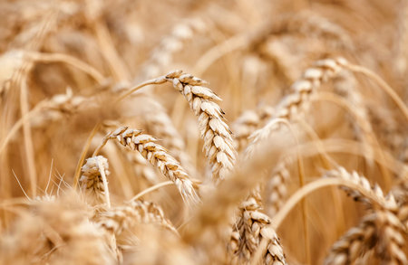 Wheat field. Ears of golden wheat close up.