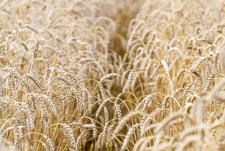 Wheat field. Ears of golden wheat close up.の写真素材