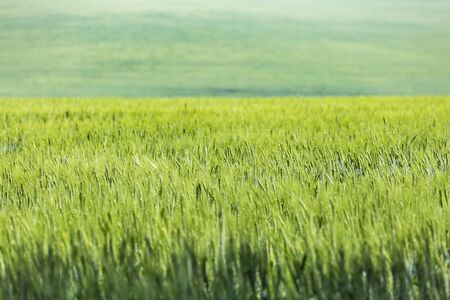 Green ears of wheat or rye in a field. Ukrainian wheat. Agriculture field background.の写真素材