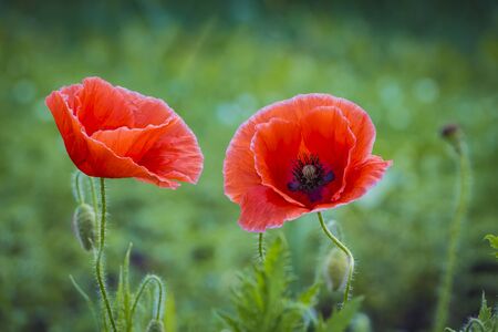 Close up of beautiful red poppy flowers on green nature background, symbol of remembrance and memory.の写真素材