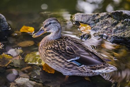 The mallard Anas platyrhynchos dabbling duck waterfowl bird. Closeup of a female mallard duck in a pond or river water.の写真素材