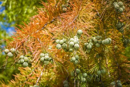 Cones of Bald Cypress (Taxodium distichum) - deciduous coniferous tree of the cypress family with red autumn foliage.の写真素材