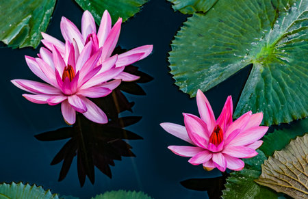 Beautiful pink purple flowers of water lily or lotus flower Nymphaea in old verdurous pond. Big leaves of waterlily cover water surface. Water plant colorful nature ornamental background.の写真素材