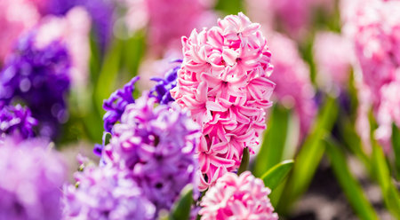 Large flower bed with multi-colored hyacinths, traditional easter flowers, flower background, easter...