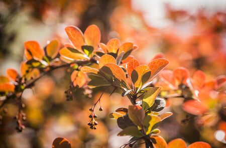 Barberry new red leaves and small flowers on the branch in spring. Branch with red leaves on a blurred background. Colorful leaves on barberry bush. Selective focus, blurred background. Copy spaceの写真素材