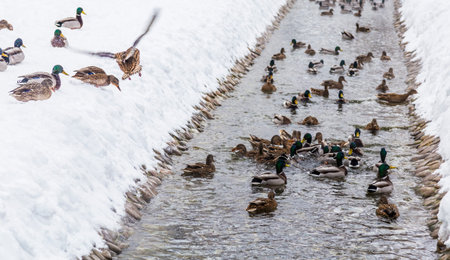 A large flock of wild dabbling ducks - The mallard or Anas platyrhynchos swims in a comfortable stream in a city park in winter on freezing day. Snow and frost.の写真素材
