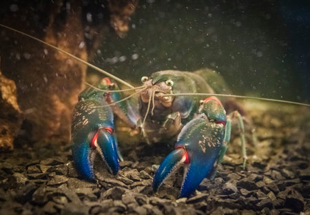 a big blue crayfish with a long mustache antenna and large claws in the aquarium looks directly at...