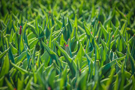 unblown Red tulips flower bed in the park. unblown Red tulip field, spring background in red color.の写真素材