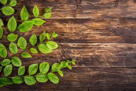 Green spring branches with leaves On Wooden vintage background, Space For Text, Nature Borderの写真素材