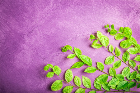 Green spring branches with leaves On fucsia violet pink vintage background, Space For Text, Nature...