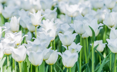 Beautiful bright white tulips on a large flower-bed in the city garden, close up