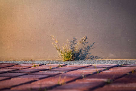 Grass growing through red rectangular paving stones background.の写真素材