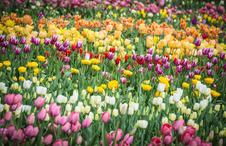 Beautiful bright colorful multicolored yellow, white, red, purple, pink tulips on a large flower-bed in the city garden, close upの写真素材