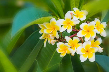 Beautuful white and yellow plumeria flowers on a plumeria tree. Tender floral tropical flower background.の写真素材
