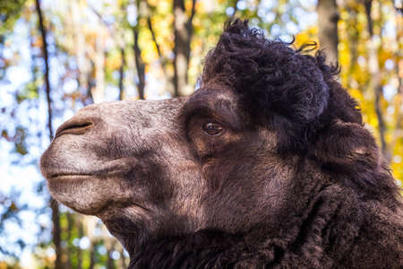 Closeup of a big camel's head against of autumn forest.の写真素材
