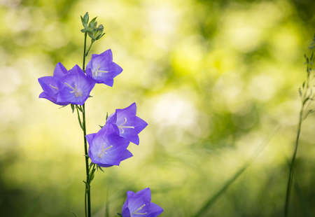 Pale blue flowers of the Peach-Leaved Bellflower Campanula persicifolia on green natural floral background. Free space for text.の写真素材