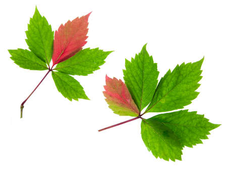 Beautiful colorful green autumn leaves of Parthenocissus become red isolated on white backgroundの写真素材