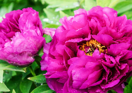 Bright Rose pink fuchsia color Peony flower Paeonia suffruticosa or tree peony in dew or rainn water drops. close up. Spring backgroundの写真素材