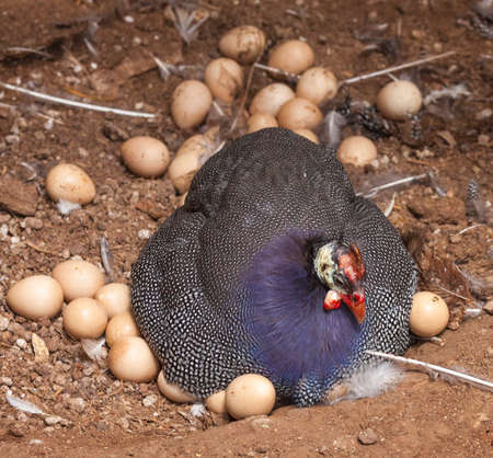 The big speckled hen is hatching the eggs in the coop. many eggs around her. Easter concept photo.の写真素材