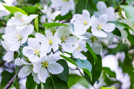 Fresh Apple tree spring blossom - white flowers and leaves on garden bokeh, spring background.の写真素材
