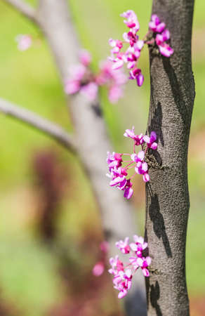 Cercis siliquastrum or Judas tree, ornamental tree blooming with beautiful deep pink colored flowers in the spring. Eastern redbud tree blossoms in spring time. Flowers directly on the trunk.の写真素材