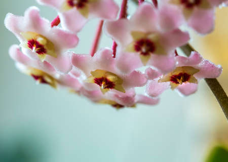 Close up of star shaped white pink flowers of Hoya carnosa or porcelain flower or wax plant. Common house plant with dark green waxy foliage and sweetly scented flowers with nectar drops in sunlight.の写真素材