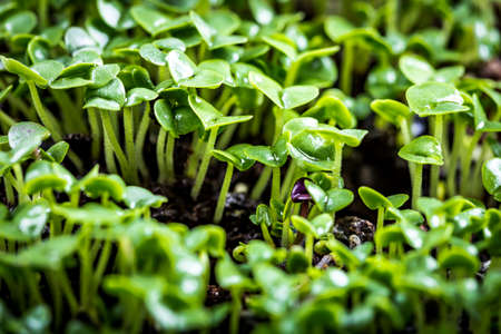 Close-up of basil microgreens. Growing basil sprouts close up view. Germination of seeds at home. Vegan and healthy eating concept. Sprouted seeds, micro greens.の写真素材