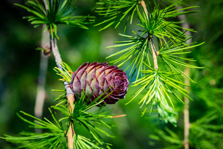 Larix gmelinii or the Dahurian larch. Cone on a coniferous tree close up
