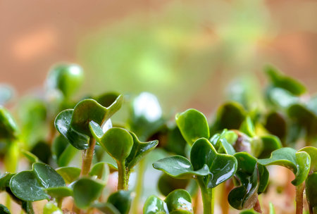 Close-up of mustard microgreens. Growing mustard sprouts close up view. Germination of seeds at...