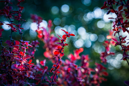 Barberry new red leaves and small flowers on the branch in spring. Branch with red leaves on a...