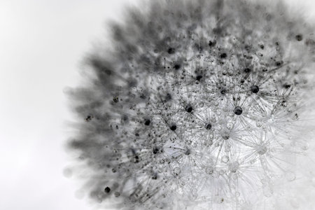 Negative photo of dandelion seedhead with water dew or rain drops. Abstract floral black and white...
