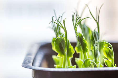 Close-up of peas microgreens. Growing peas sprouts close up view. Germination of seeds at home. Vegan and healthy eating concept. Sprouted seeds, micro greens.の写真素材