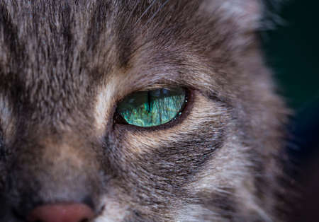 Portrait of a gray tabby cat with green eyes and pink nose. Focus on the beautiful green cat's eye. Only half the face of the cat and one eye are visible.の写真素材