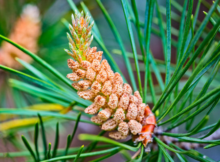 Microstrobilus or pollen cone or male cone of pine tree Scots pine Pinus sylvestris in spring. Close...