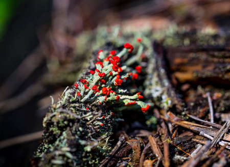 Beautiful red cap lichen, Cladonia cristatella, commonly known as the British soldiers lichen in pine forest. Macro photography.の写真素材