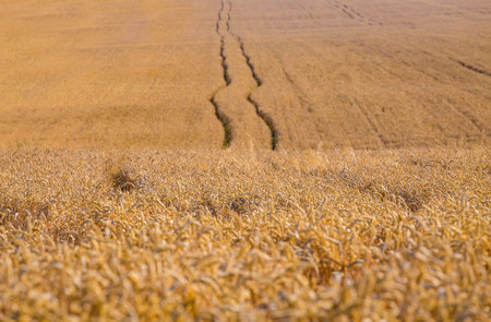 Golden yellow ripe ears of wheat or rye in a field at the end of summer on sunny day. Furrows from...