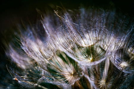 Colorful abstract nature background - dandelion flower seeds extreme closeup, soft focus, beautiful...