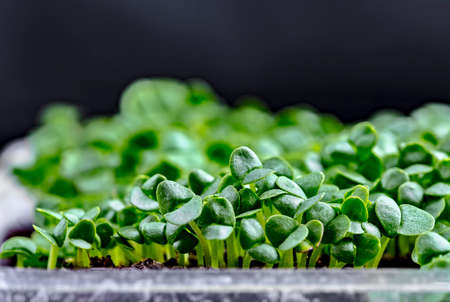 Close-up of basil microgreens. Growing basil sprouts close up view. Germination of seeds at home. Vegan and healthy eating concept. Sprouted seeds, micro greens.の写真素材
