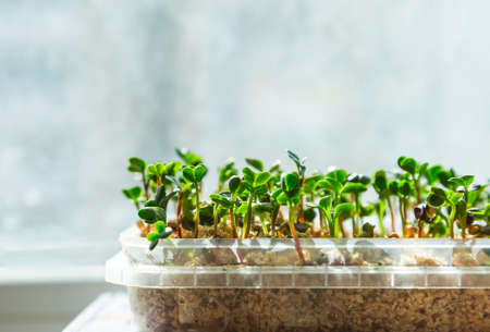 Close-up of mustard microgreens. Growing mustard sprouts close up view. Germination of seeds at home. Vegan and healthy eating concept. Sprouted seeds, micro greens.の写真素材