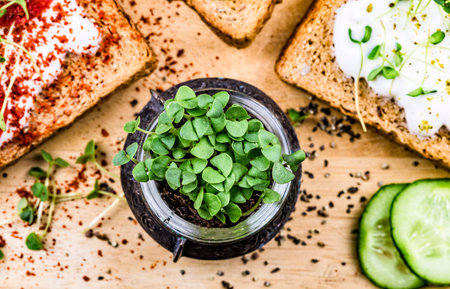 Small jar with basil microgreen sprouts and sandwiches with cream cheese, microgreens, cucumber and...