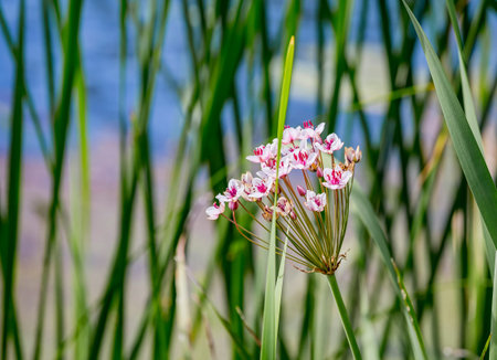 Pink flowers of flowering rush or grass rush (Butomus umbellatus) on the river bank.