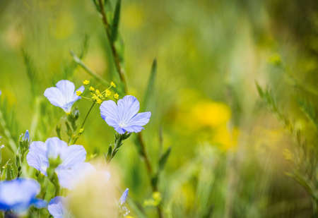 Blue flowers of flax in the meadow in summer, close up.の写真素材