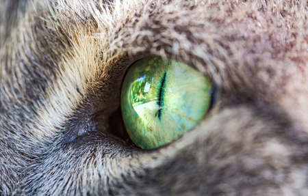 Cat's green eye extreme macro close-up. Focus detail on the eye.の写真素材