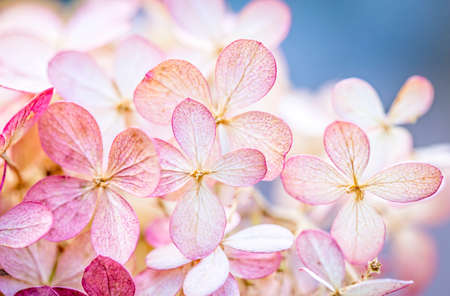 Beautiful pink dry hydrangea flowers background. Floral abstract background.の写真素材