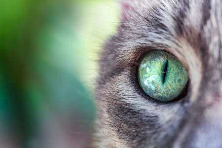 Cat's green eye extreme macro close-up. Focus detail on the eye.の写真素材
