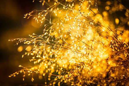 Nature blurred autumn golden multicolored floral abstract background for desight and decoration....