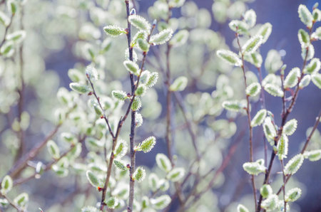 Pussy-willow branches with catkins, spring background