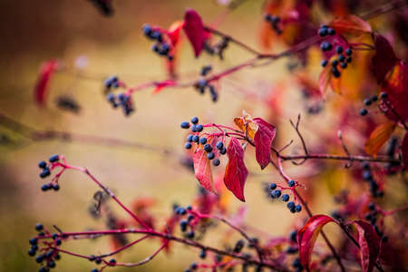 Black berries of European black elderberry in autumn. Read leaves, blurred background.の写真素材