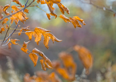 Yellow faded autumn leaves in a forest. Selective focus. Blurred autumn nature background